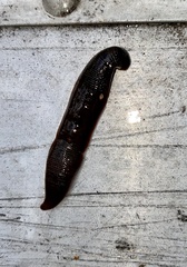 Haemopidae