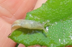 Elisolimax flavescens