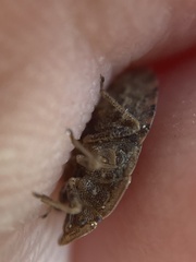 Sciocoris microphthalmus