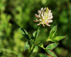 Trifolium vesiculosum