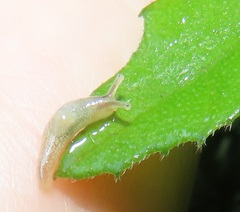 Elisolimax flavescens