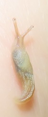 Elisolimax flavescens
