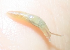Elisolimax flavescens