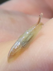 Elisolimax flavescens