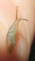 Elisolimax flavescens