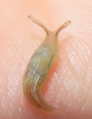 Elisolimax flavescens