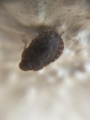 Sciocoris microphthalmus