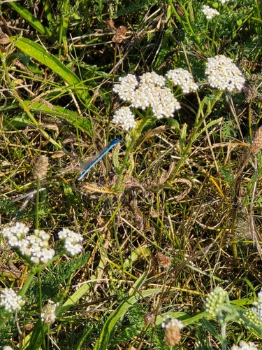 Common Blue Damselfly