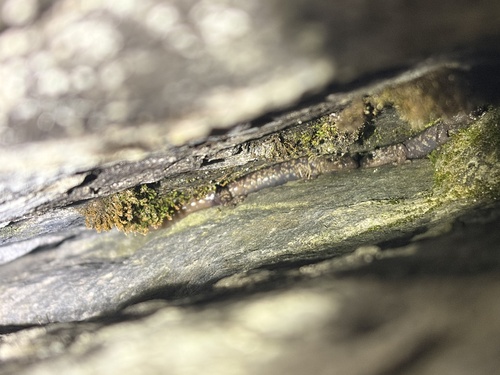 iNaturalist observation photo of Mount Lyell Salamander