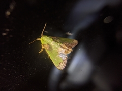 Parasa pastoralis