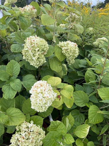 wild hydrangea