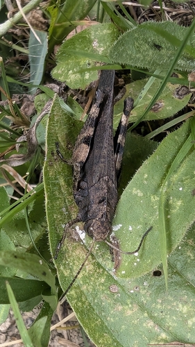 Rattle Grasshopper