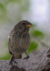 Platyspiza crassirostris