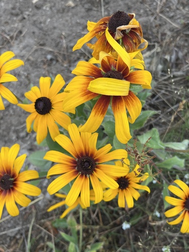 black-eyed Susan