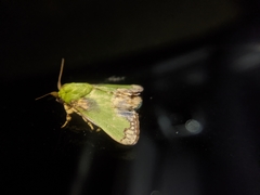 Parasa pastoralis