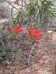 Castilleja scabrida scabrida