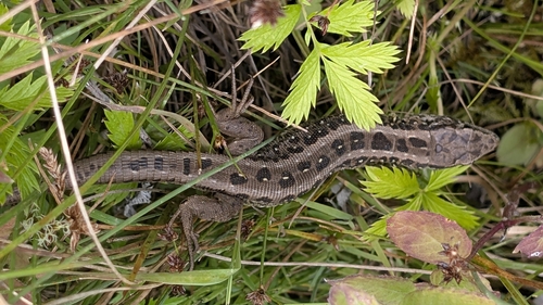 Sand Lizard