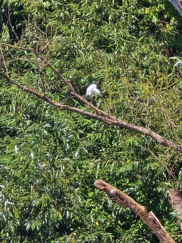Little Egret