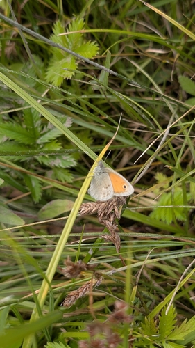 Small Heath