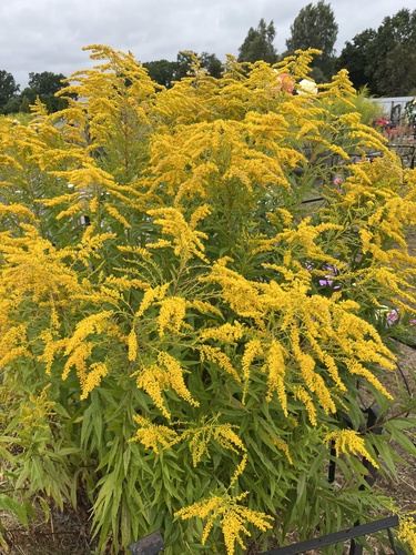 Canada goldenrod