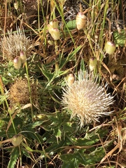 Cirsium quercetorum