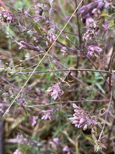 Red Odontites