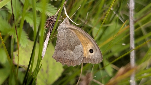 Meadow Brown