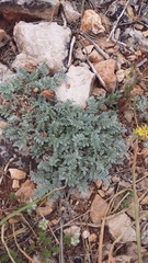 Astragalus rupifragus
