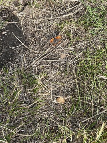 Small Copper