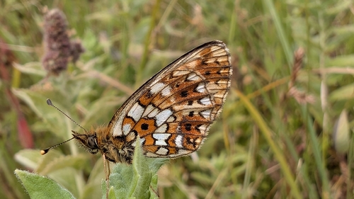 Eurasian Silver-bordered Fritillary