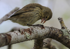 Camarhynchus pallidus