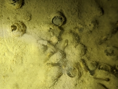 Kurixalus idiootocus