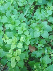 Stellaria media