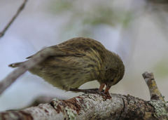 Camarhynchus pallidus