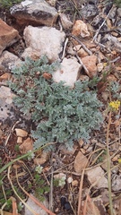 Astragalus rupifragus