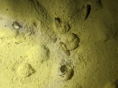 Kurixalus idiootocus