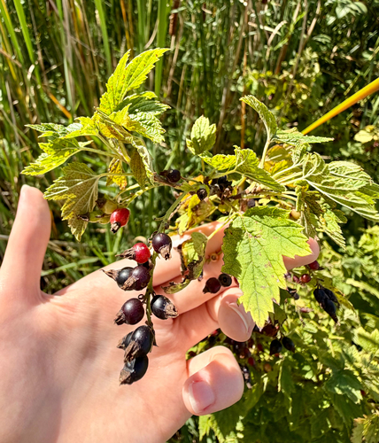 Ribes americanum, photograph 4