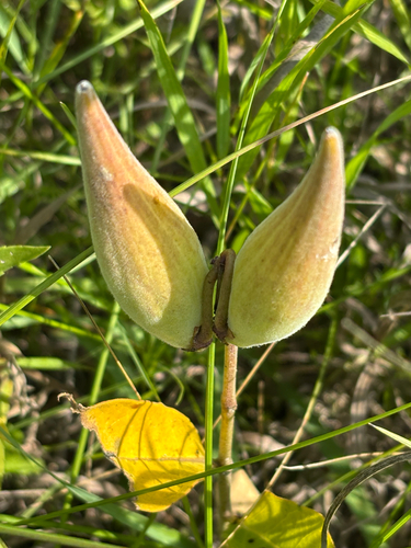 Asclepias ovalifolia, 2026-08-19