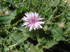 Crepis rubra