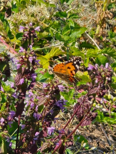 Painted Lady