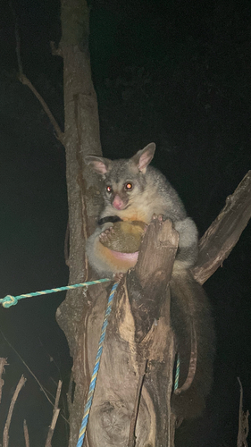 Eastern Brush-tailed Possum