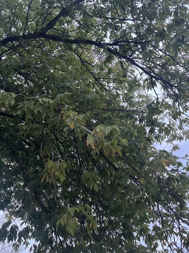 box elder