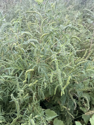 common ragweed