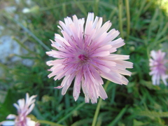 Crepis rubra