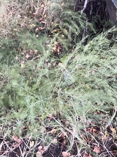 wild asparagus