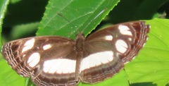 Neptis goochii