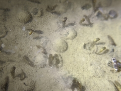 Kurixalus idiootocus