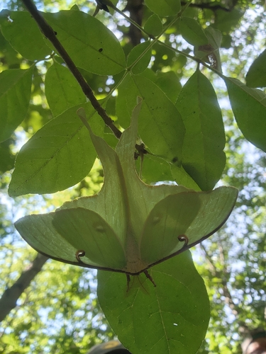 North American Luna Moth