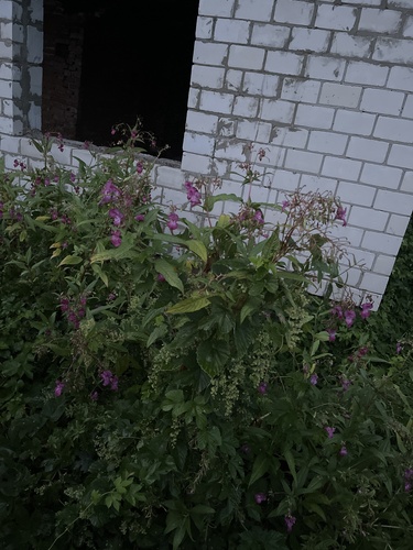 Himalayan balsam