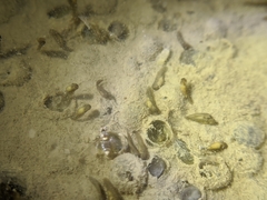 Kurixalus idiootocus